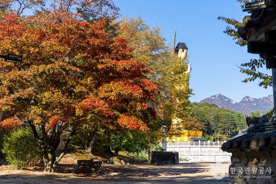보은 법주사 관광사진