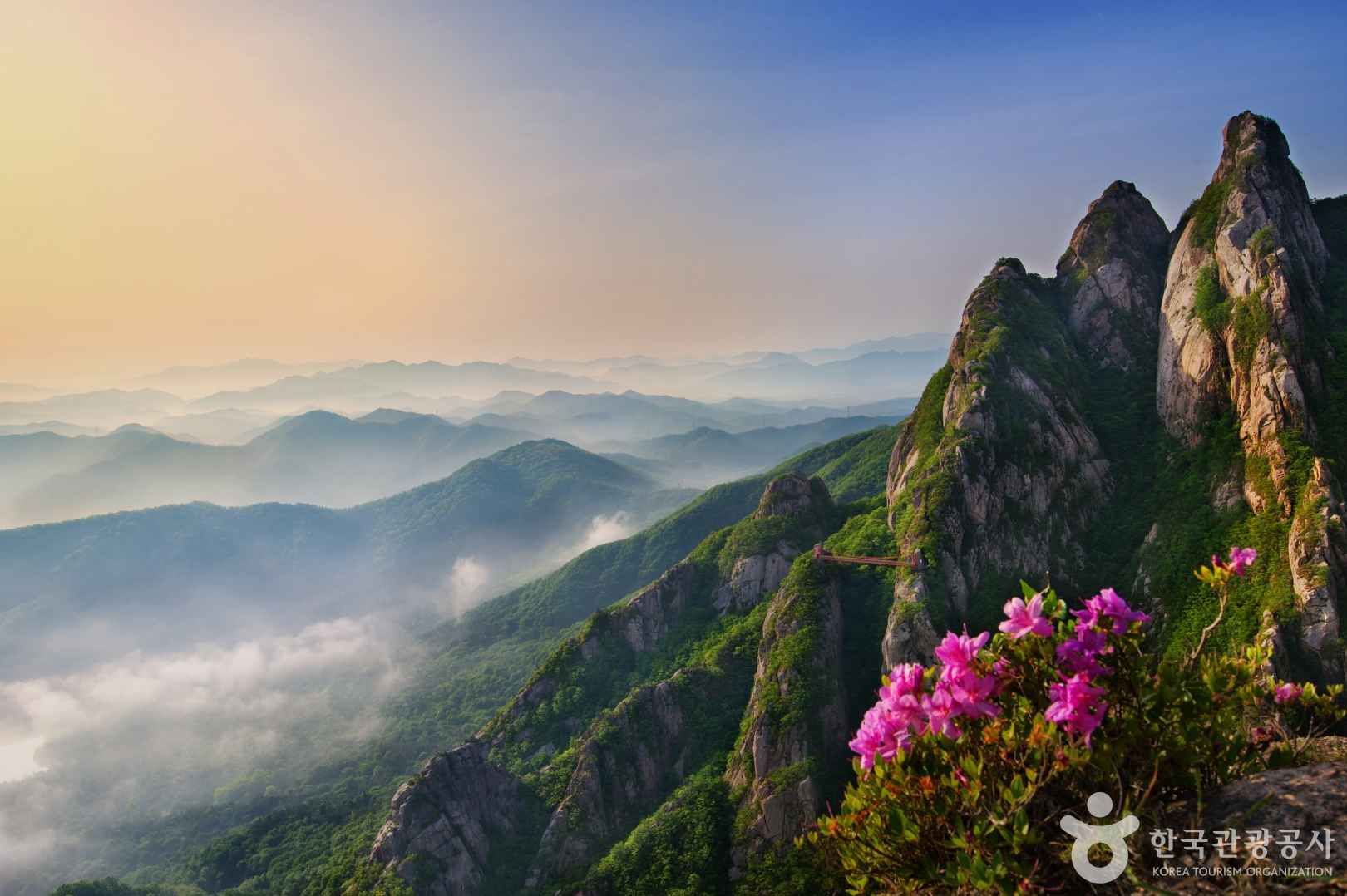 월출산의 철쭉