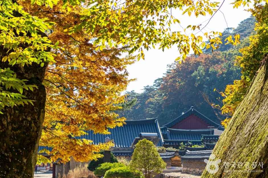 보은 법주사 관광사진