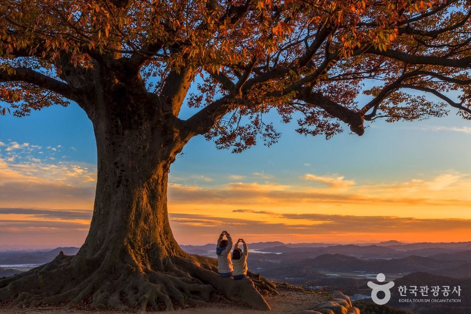 Seongheungsan Love Tree (Buyeo Garimseong Zelkova)