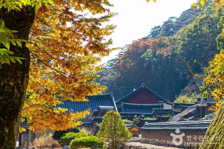 보은 법주사 관광사진