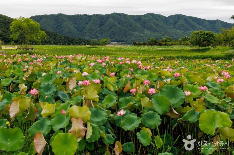 西五志里蓮花団地