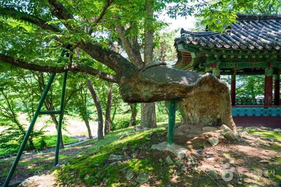 아산 맹씨 행단 관광사진
