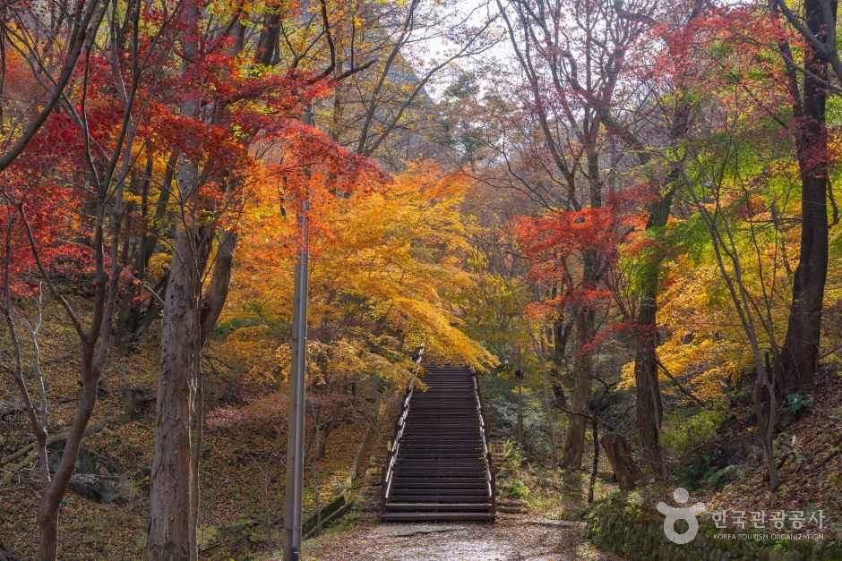 무주반딧불축제 이미지