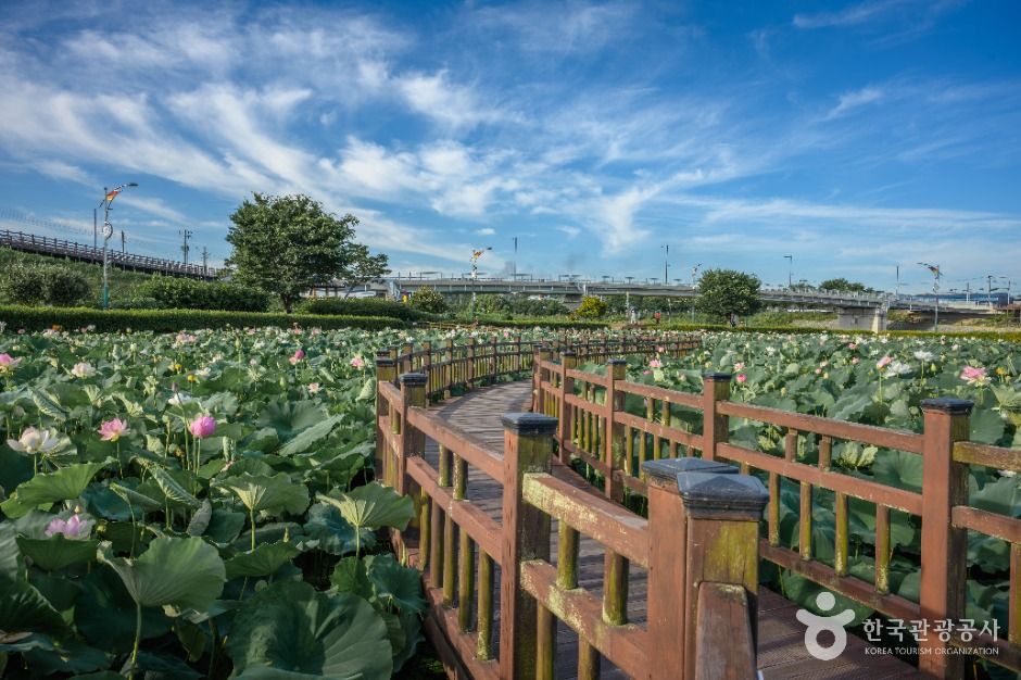 조천연꽃공원