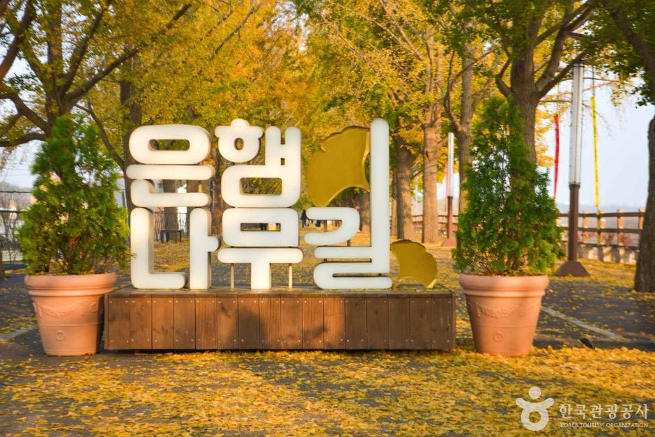 곡교천 은행나무길