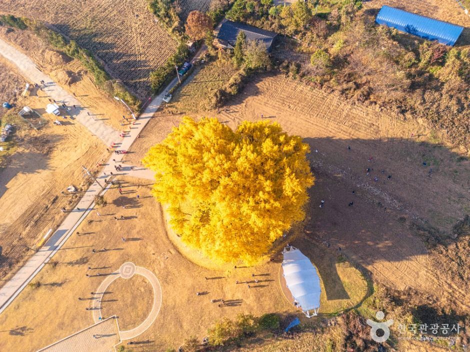 原州磻溪里银杏树