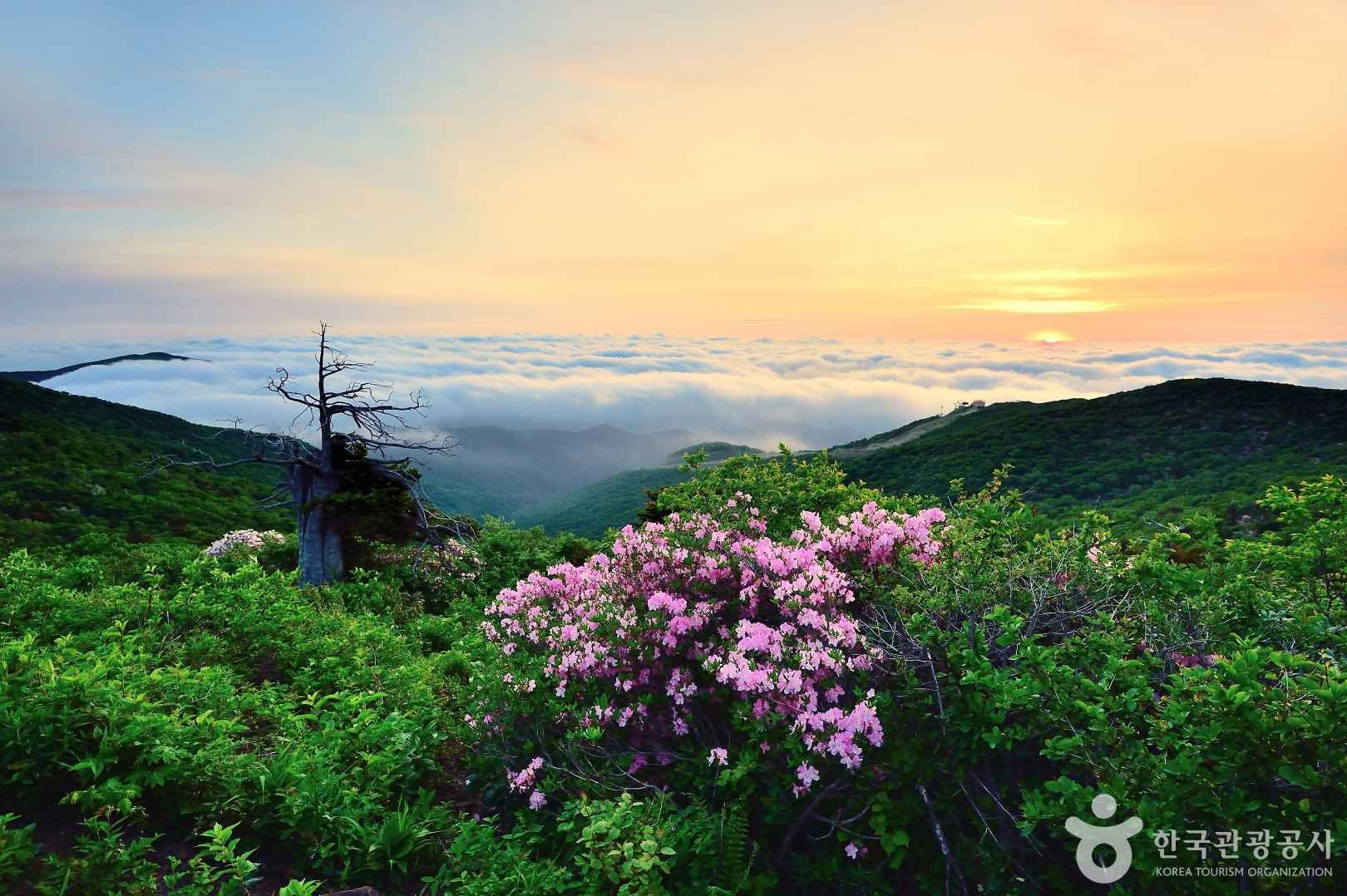 함백산의 여명