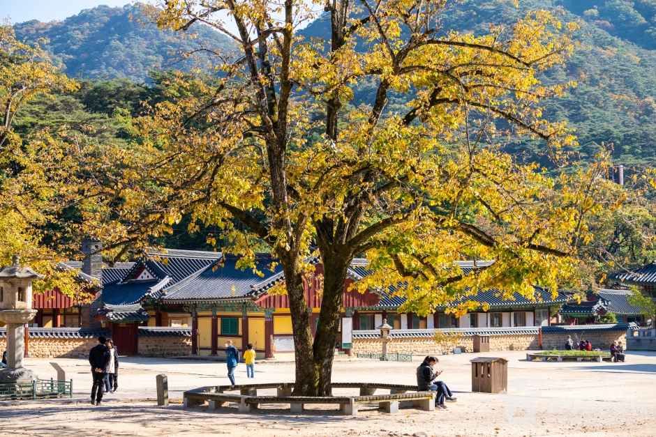보은 법주사 관광사진