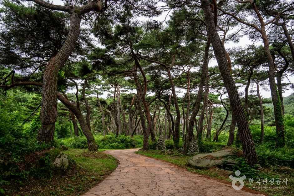 천년 숲길 관광사진