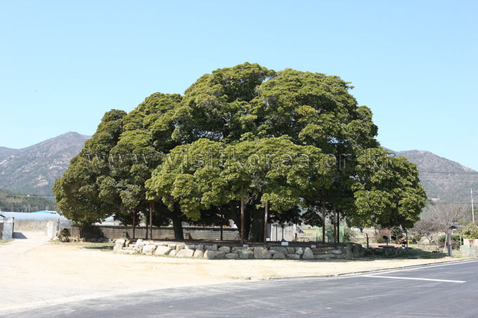 장흥 삼산리 후박나무 representative photograph