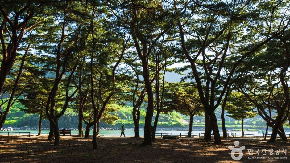 Hadong Songnim Park