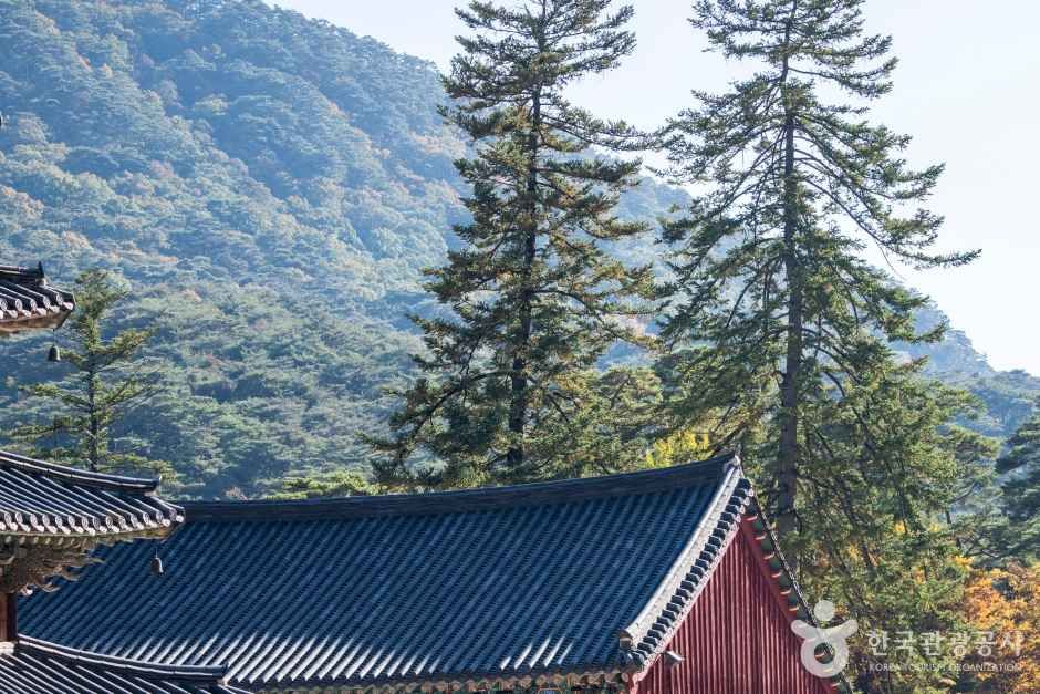 보은 법주사 관광사진
