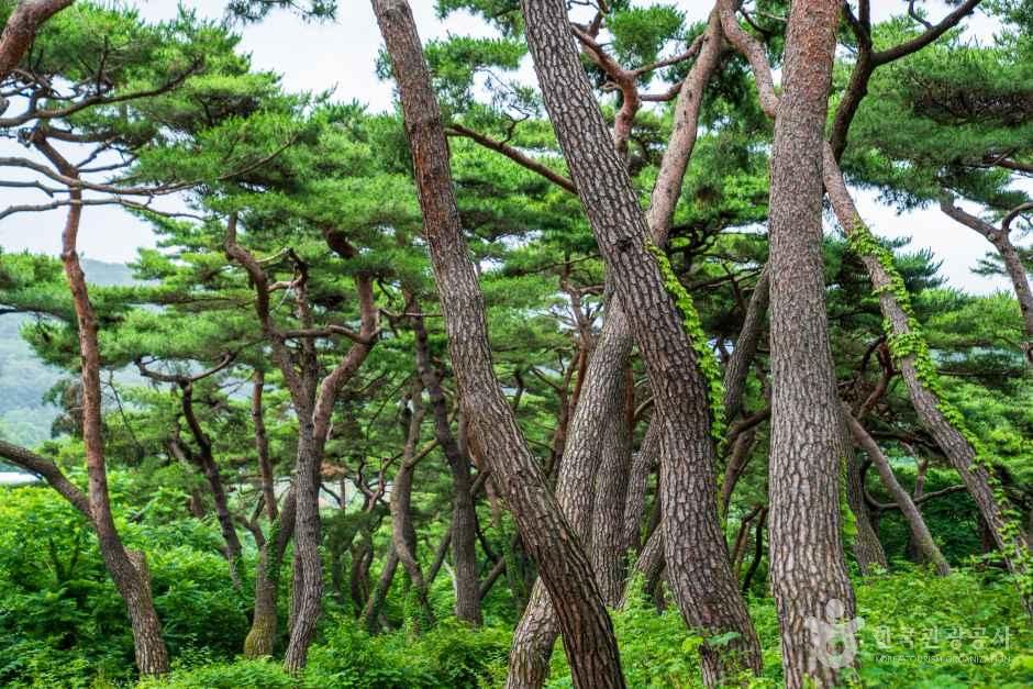 천년의 숲길 관광사진