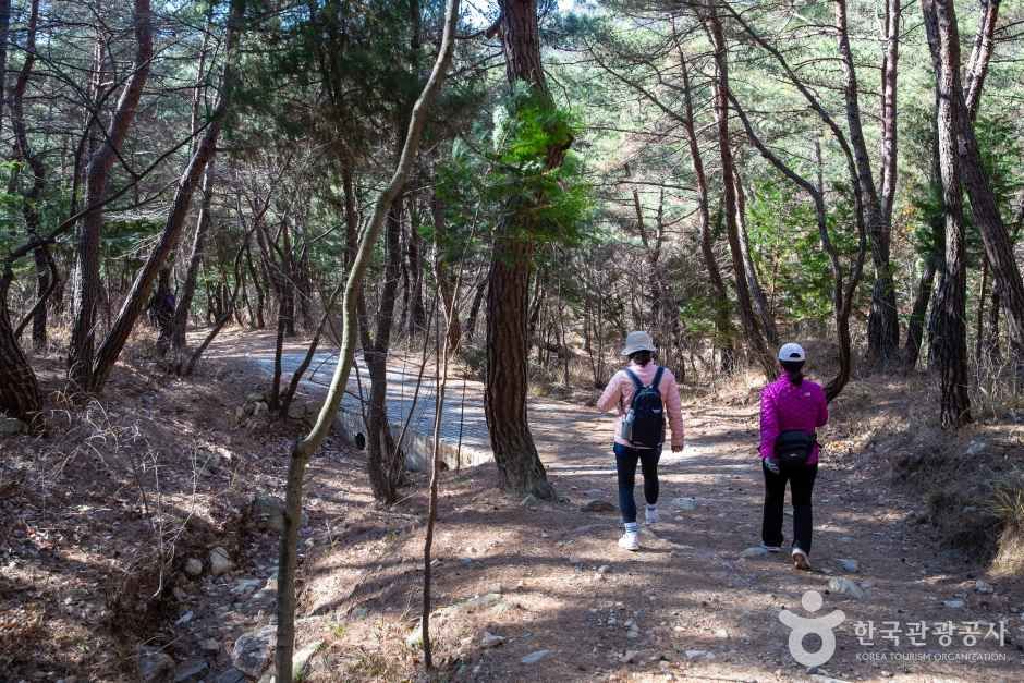 천마산 편백산림욕장 관광사진