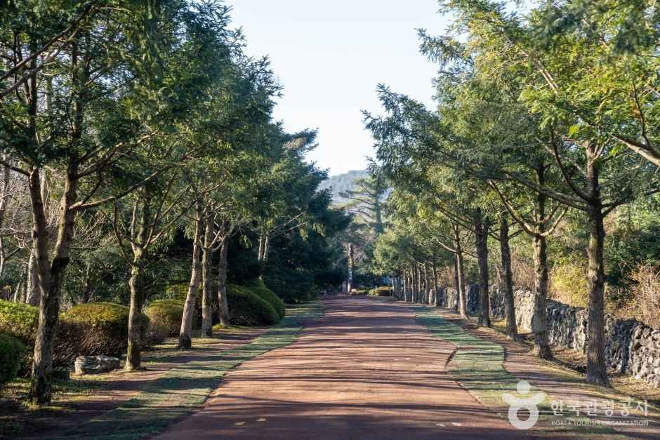 비자림 관광사진