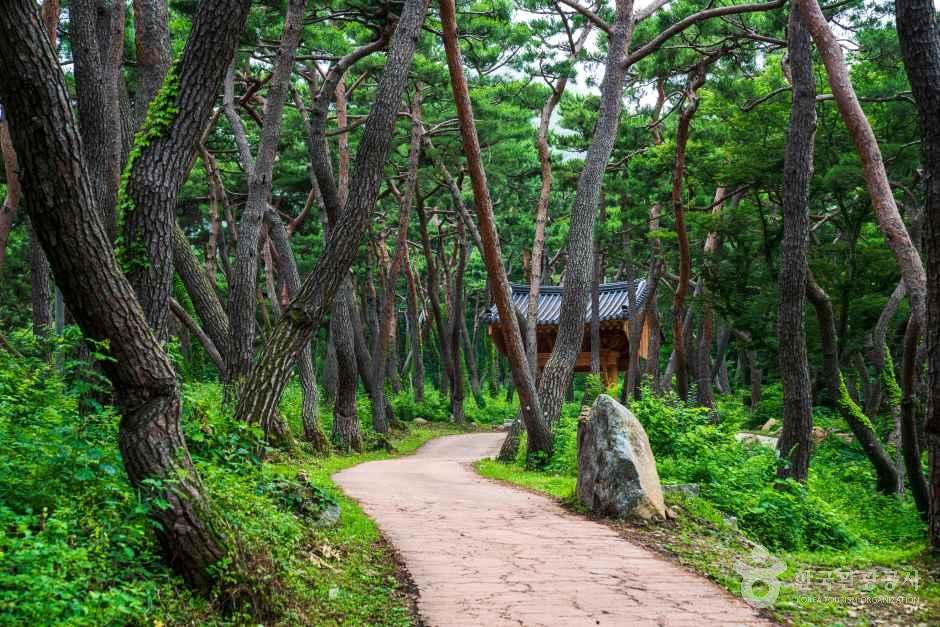 천년의 숲길 관광사진