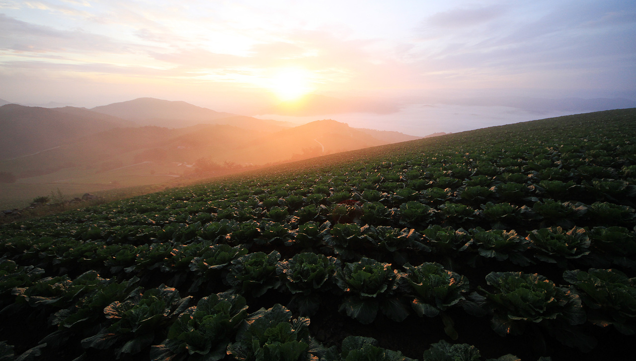 Rows of highland cabbages on a hillside at sunrise with layered mountains behind