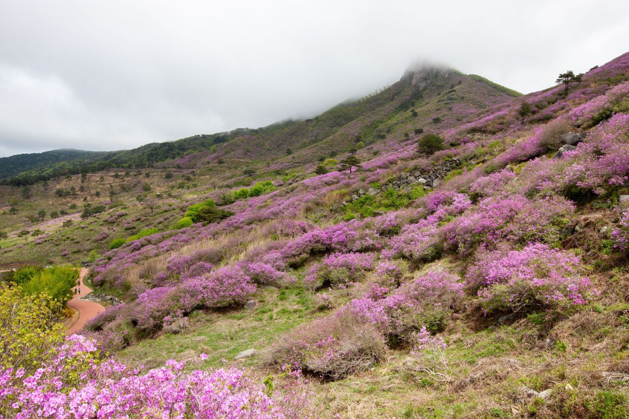 황매산 관광사진