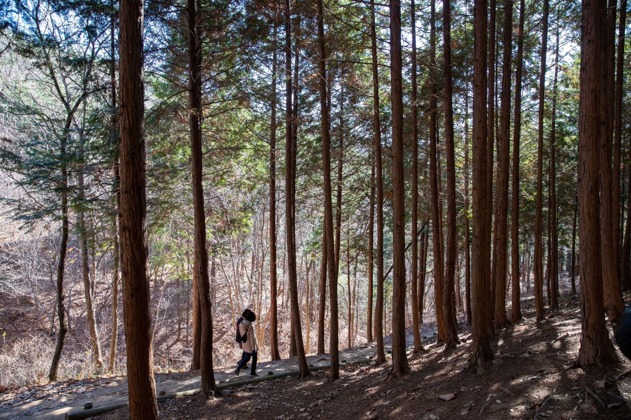천마산 편백산림욕장 관광사진
