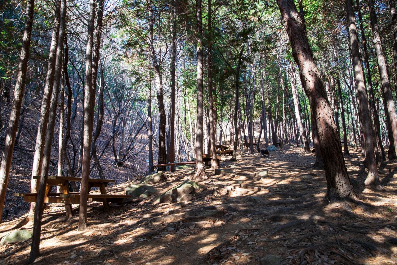 천마산 편백산림욕장 관광사진