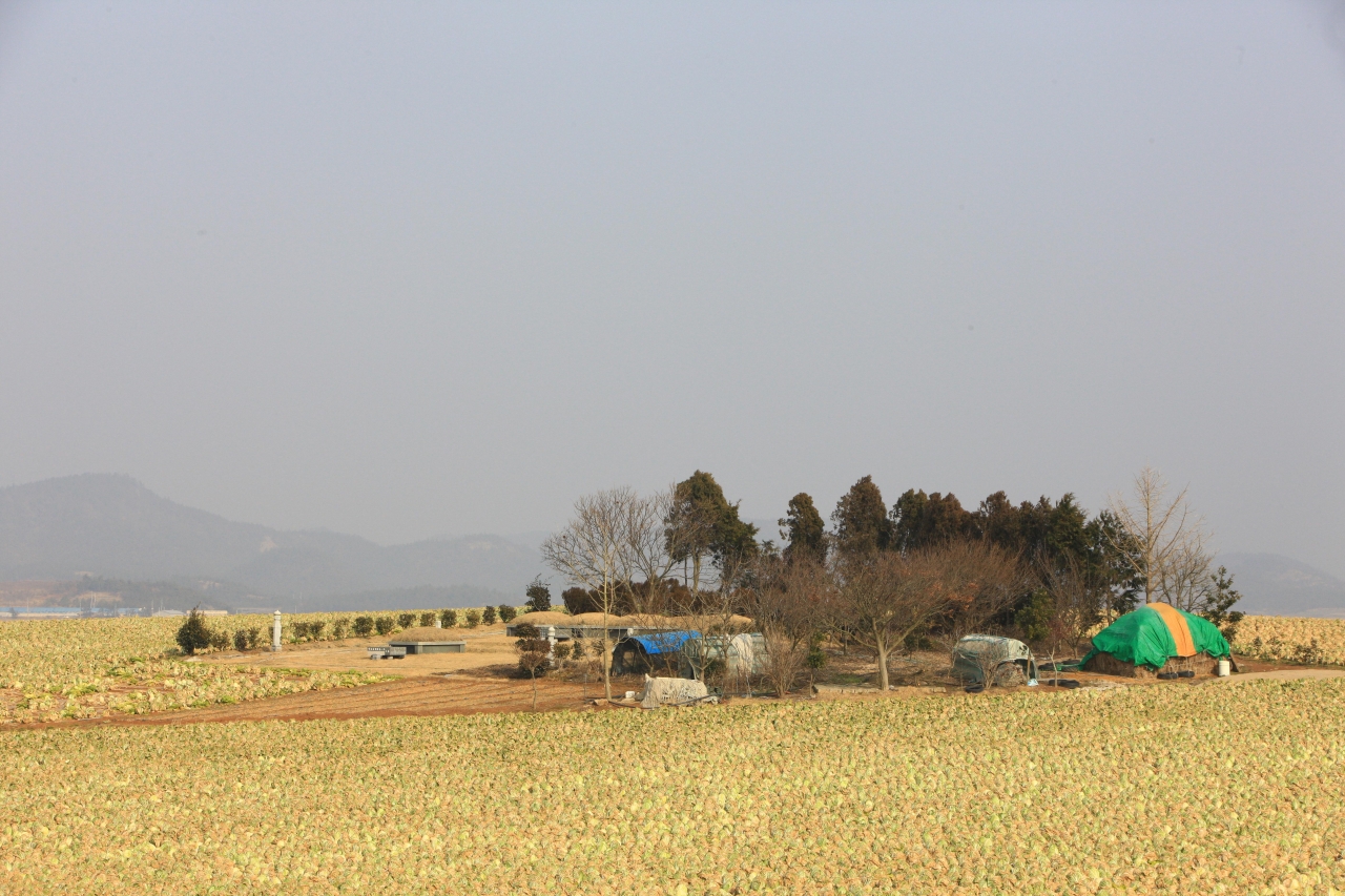 산이반도 겨울배추 관광사진