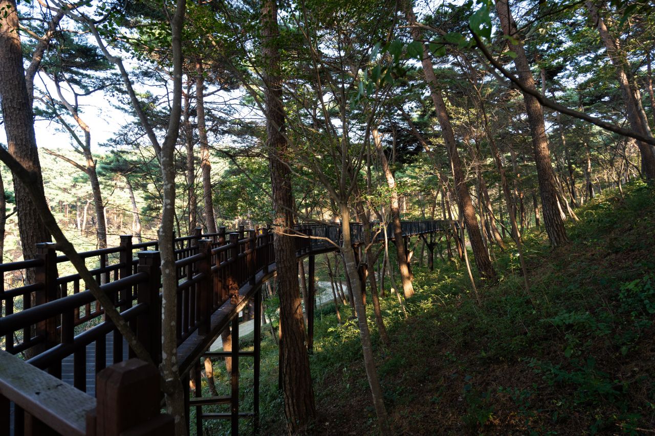 안면도자연휴양림