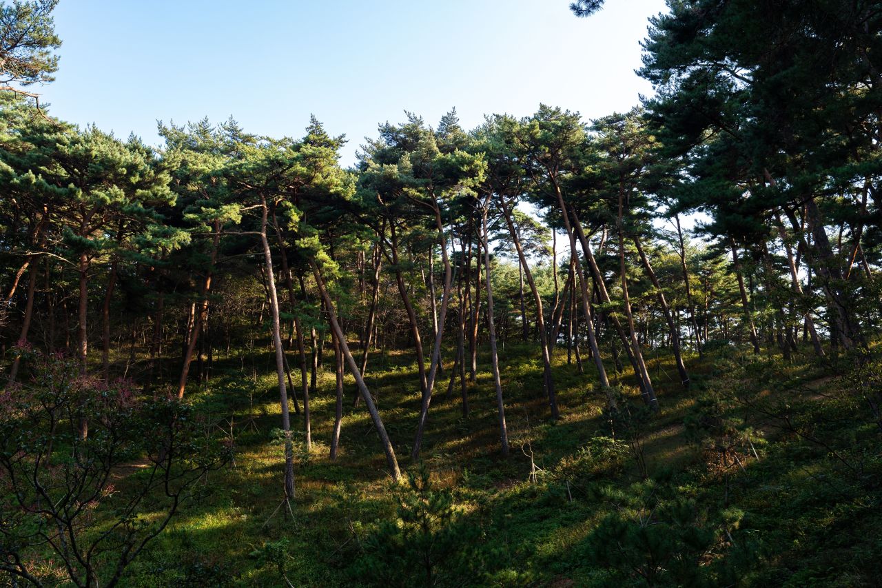 안면도자연휴양림