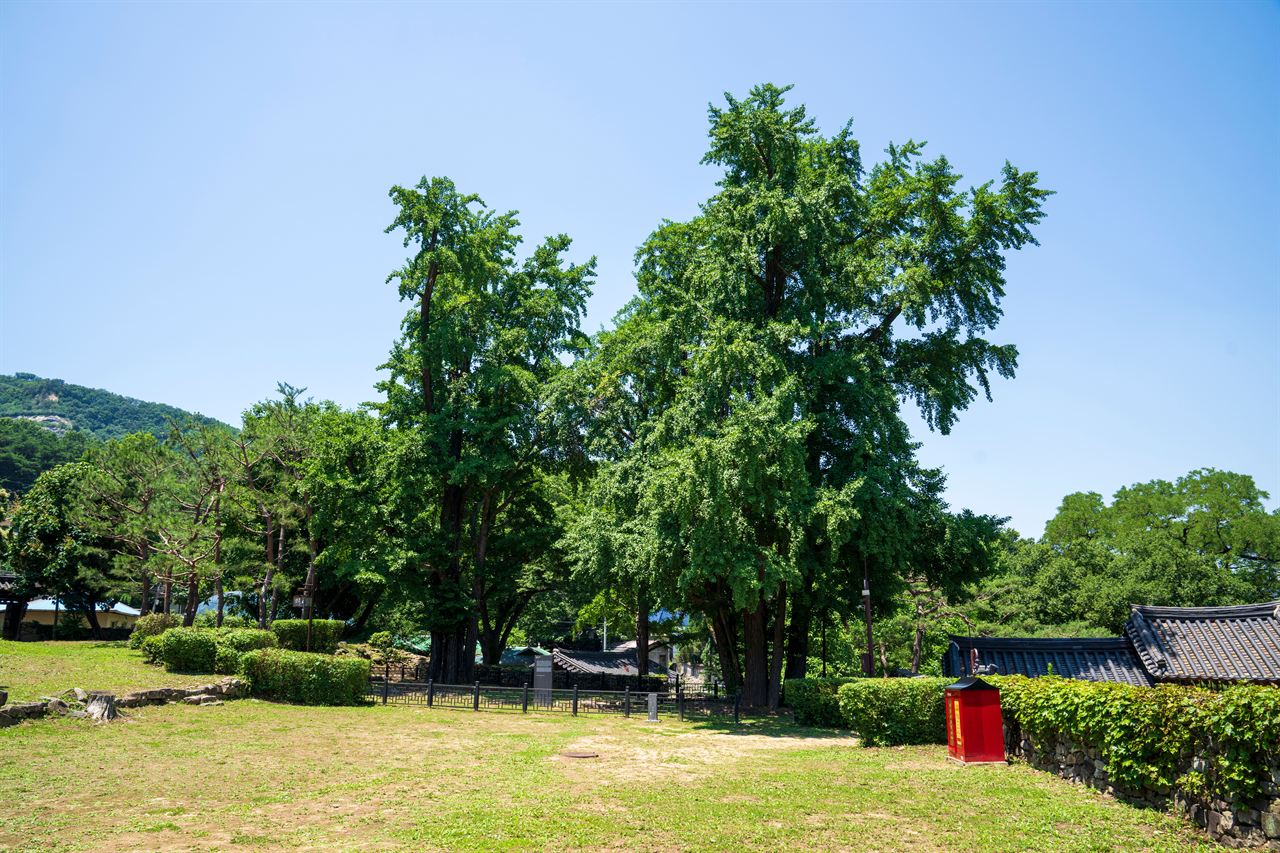 아산 맹씨 행단