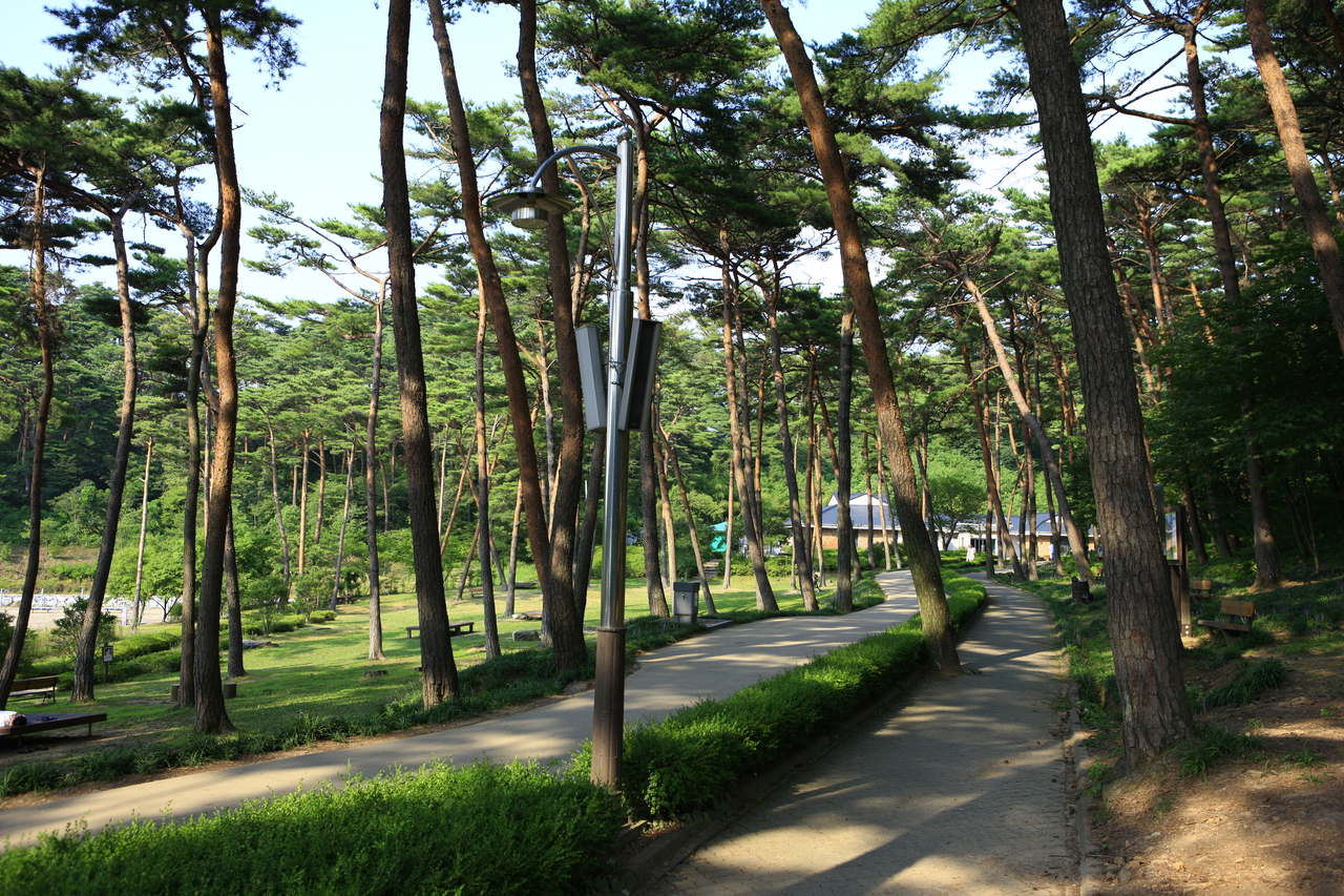 안면도자연휴양림