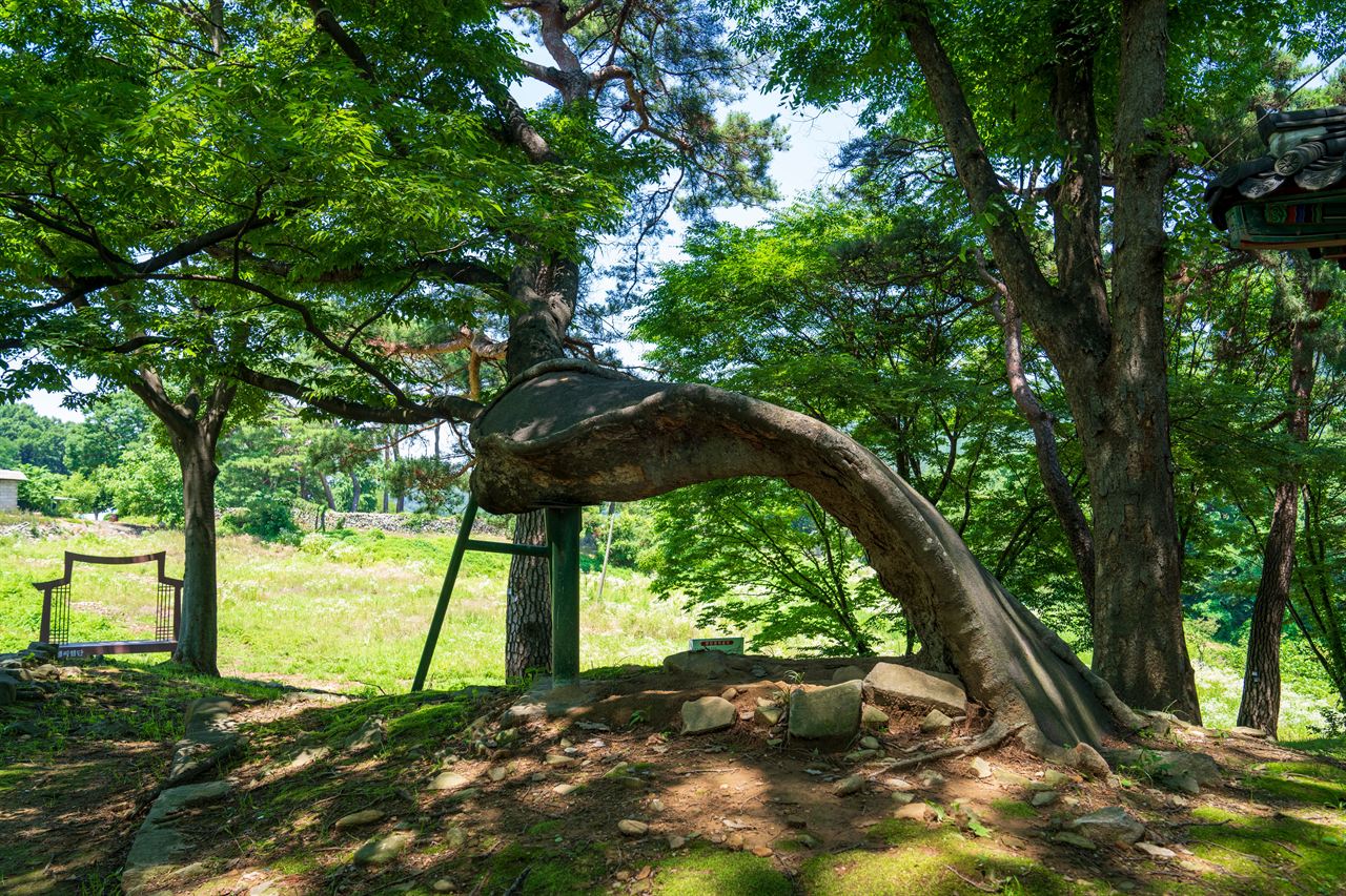 아산 맹씨 행단