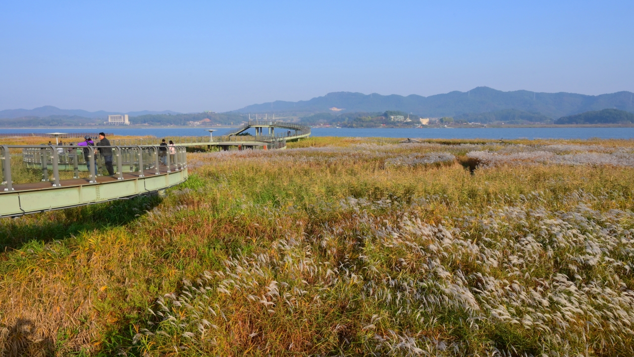 신성리 갈대밭