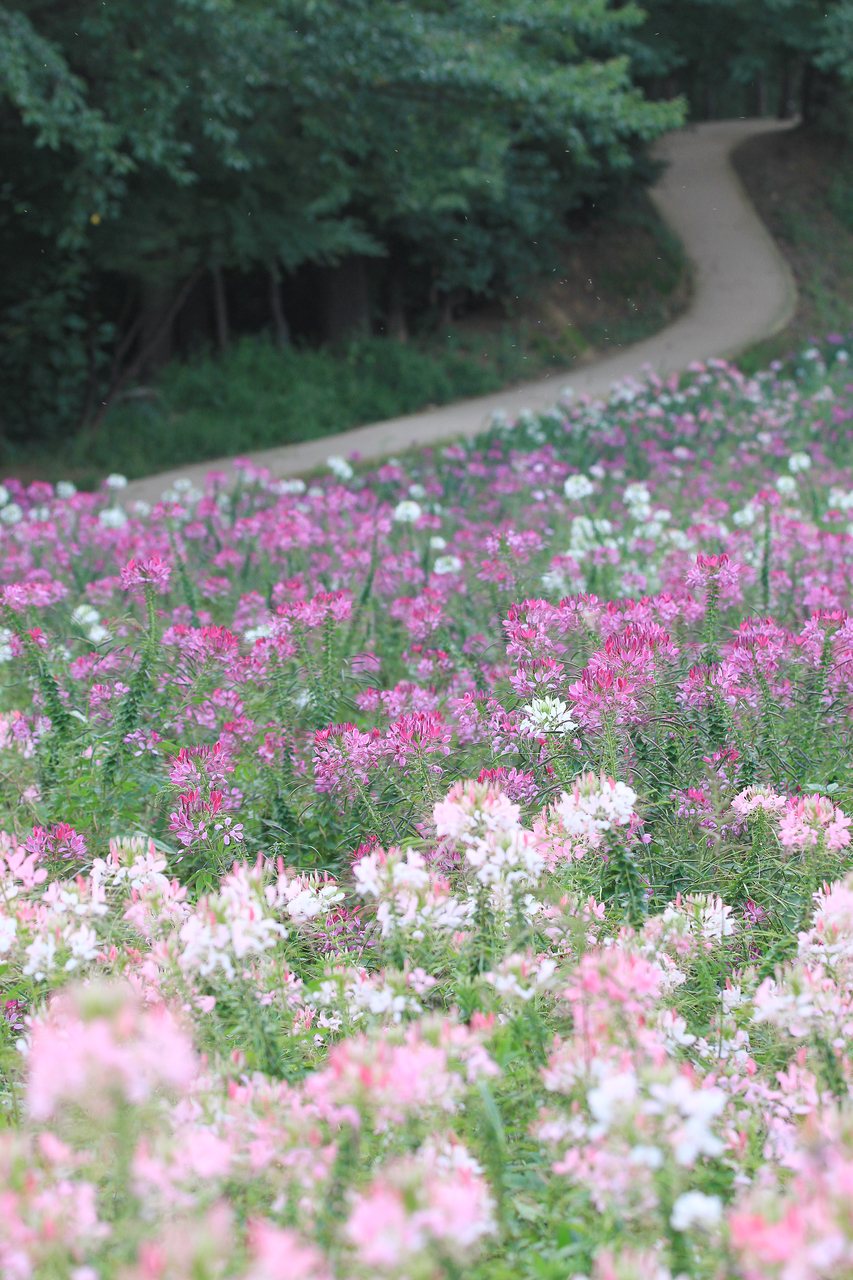 A flower meadow and a winding path in Olympic Park, Seoul