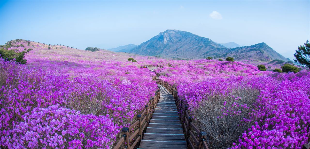 비슬산 사진 2