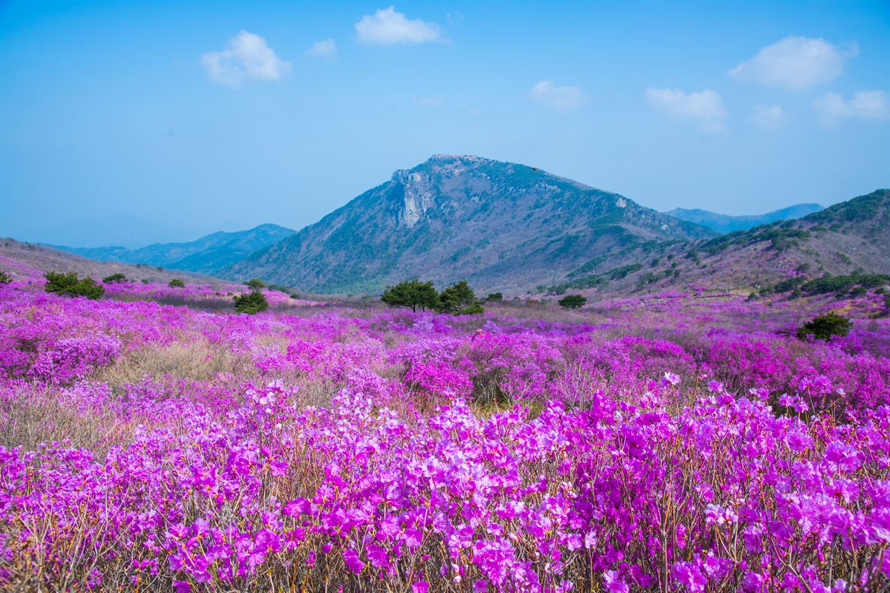 비슬산 사진 3