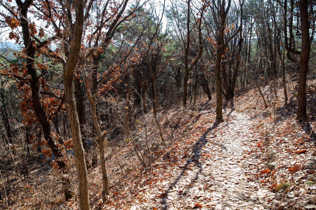 천마산 편백산림욕장 관광사진