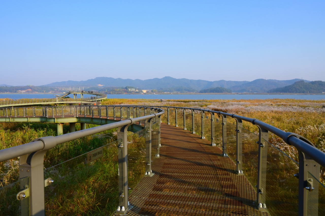 신성리 갈대밭