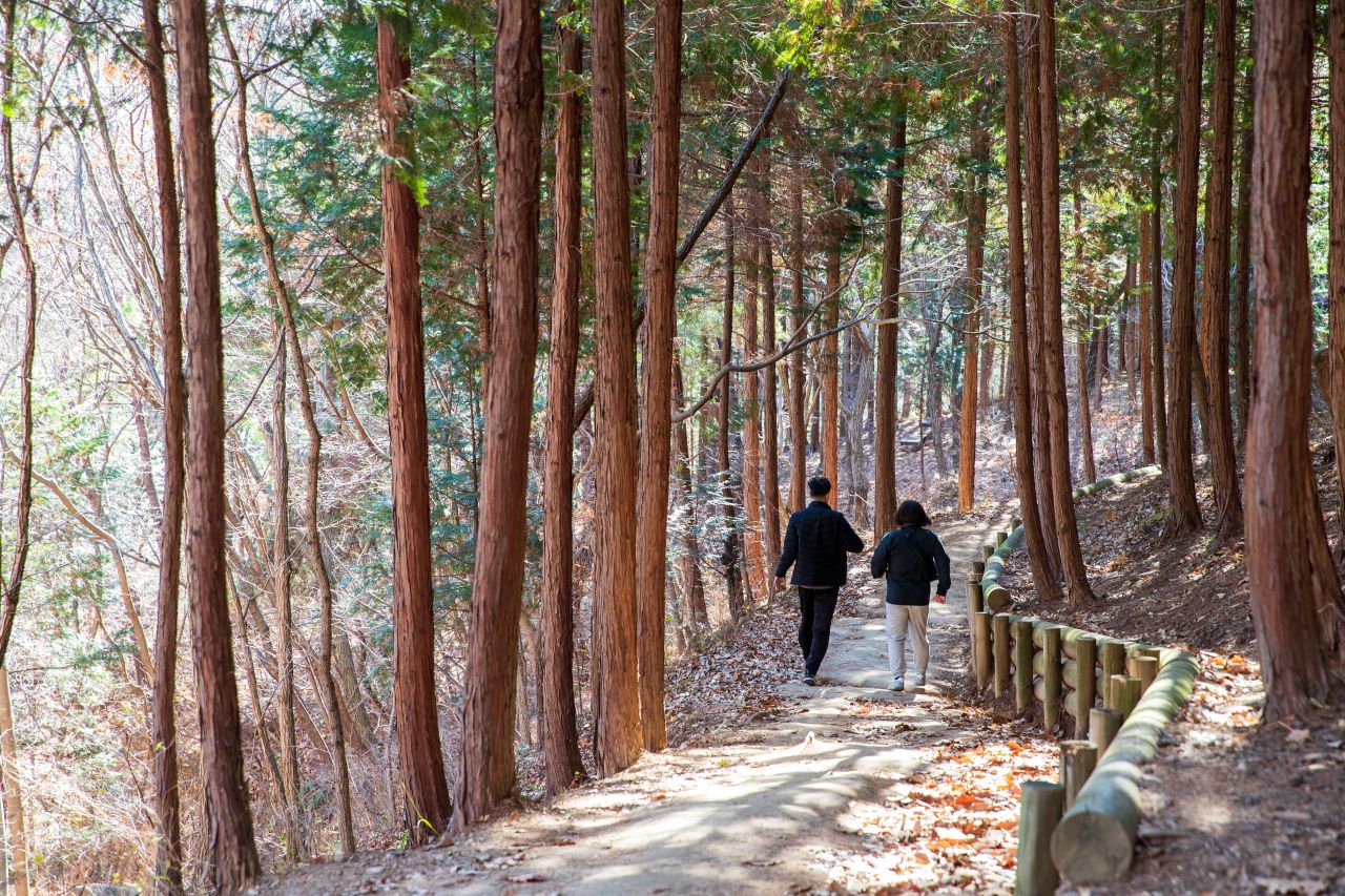 천마산 편백산림욕장 관광사진