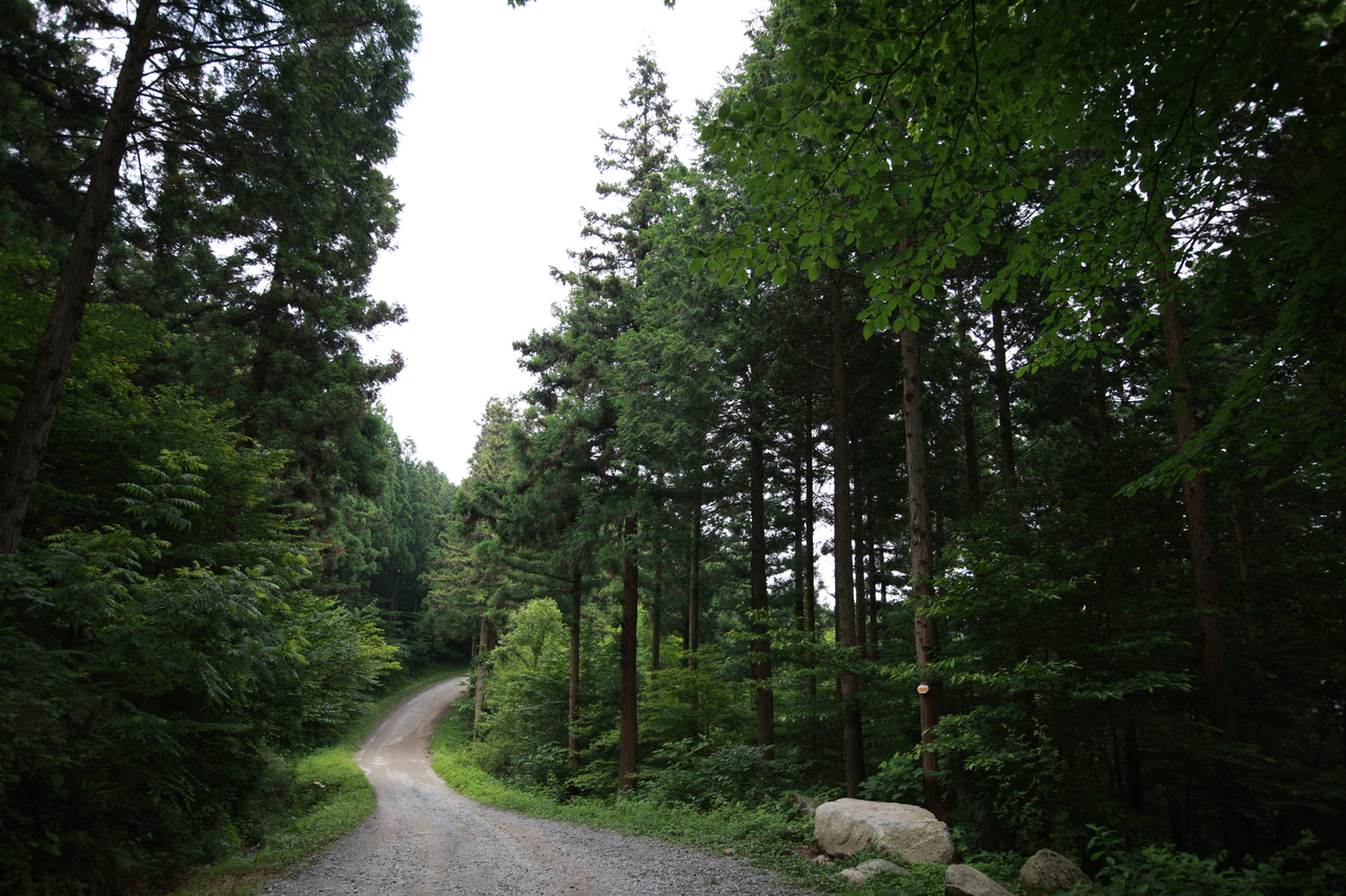 축령산 사진 1