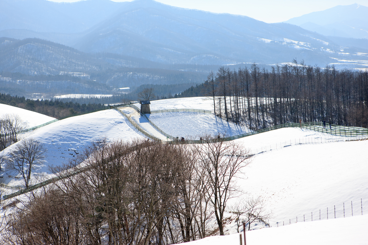 대관령양떼목장 representative photograph