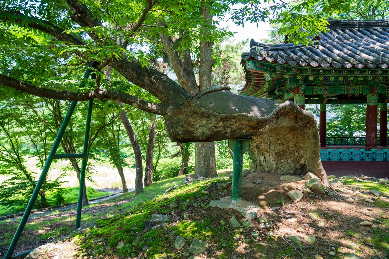 아산 맹씨 행단