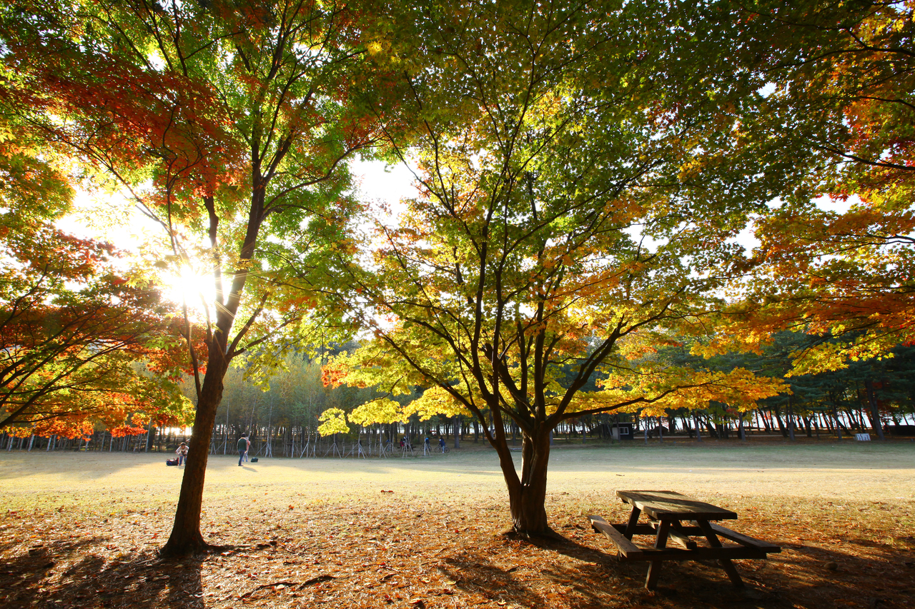 Autumn trees and a picnic table on an open lawn on Nami Island