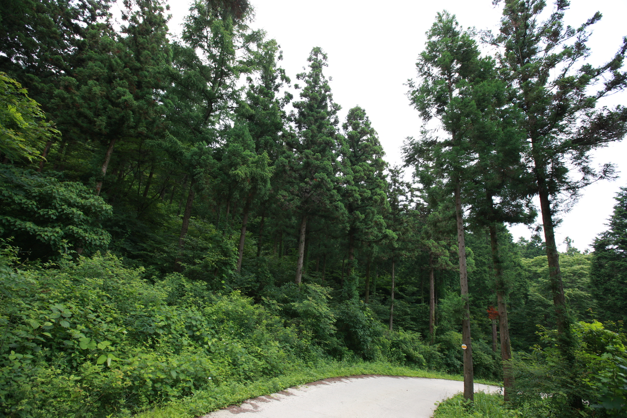축령산 사진 3