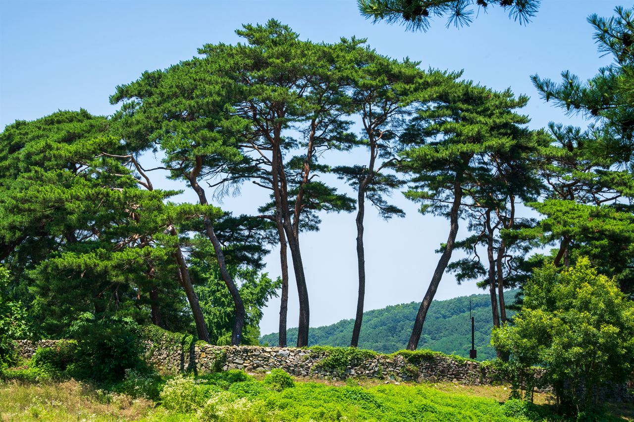 아산 맹씨 행단