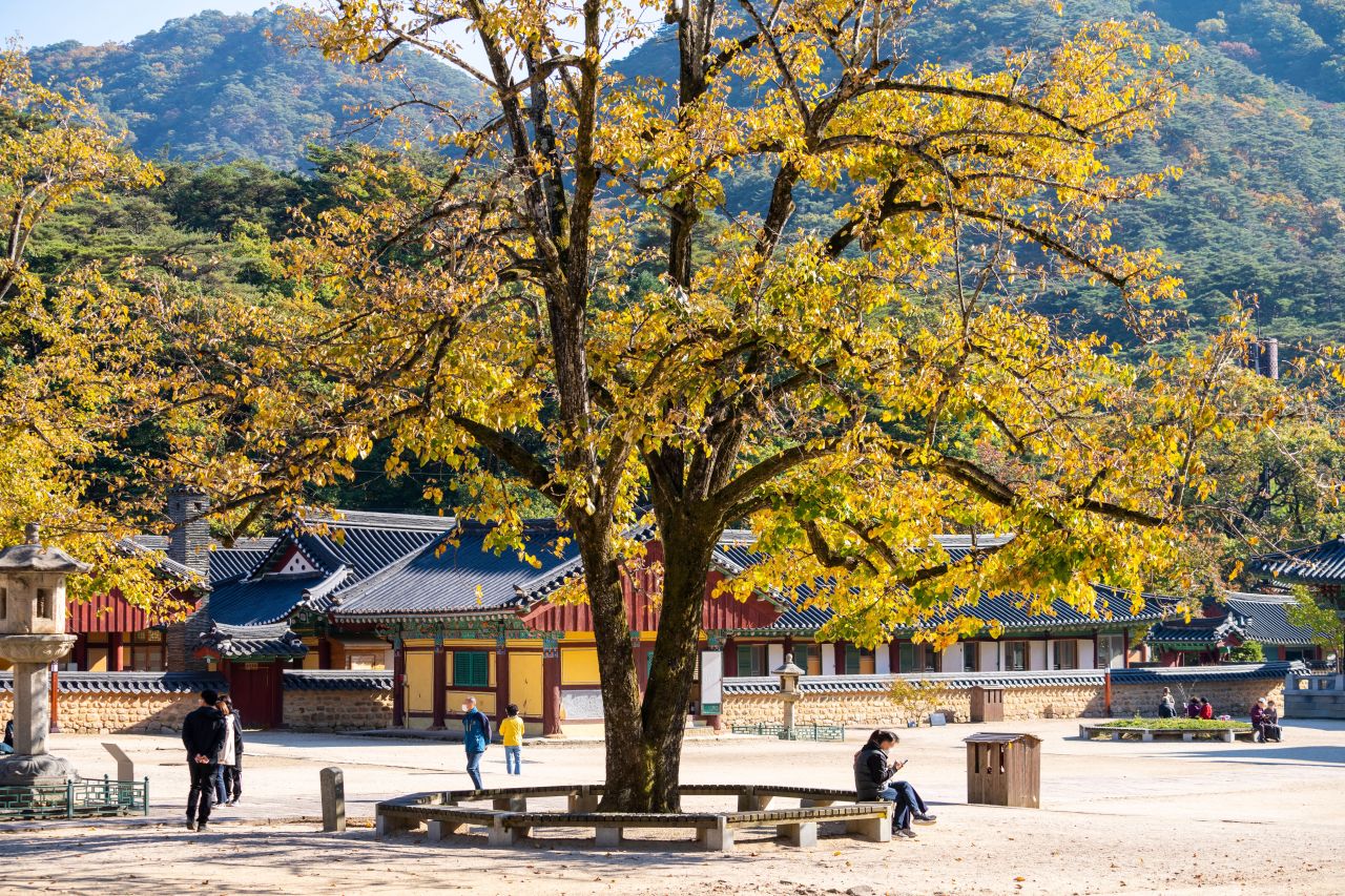 보은 법주사 관광사진