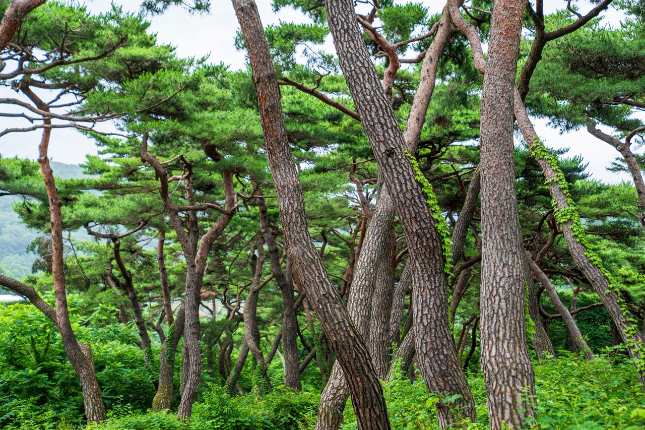 천년의 숲길
