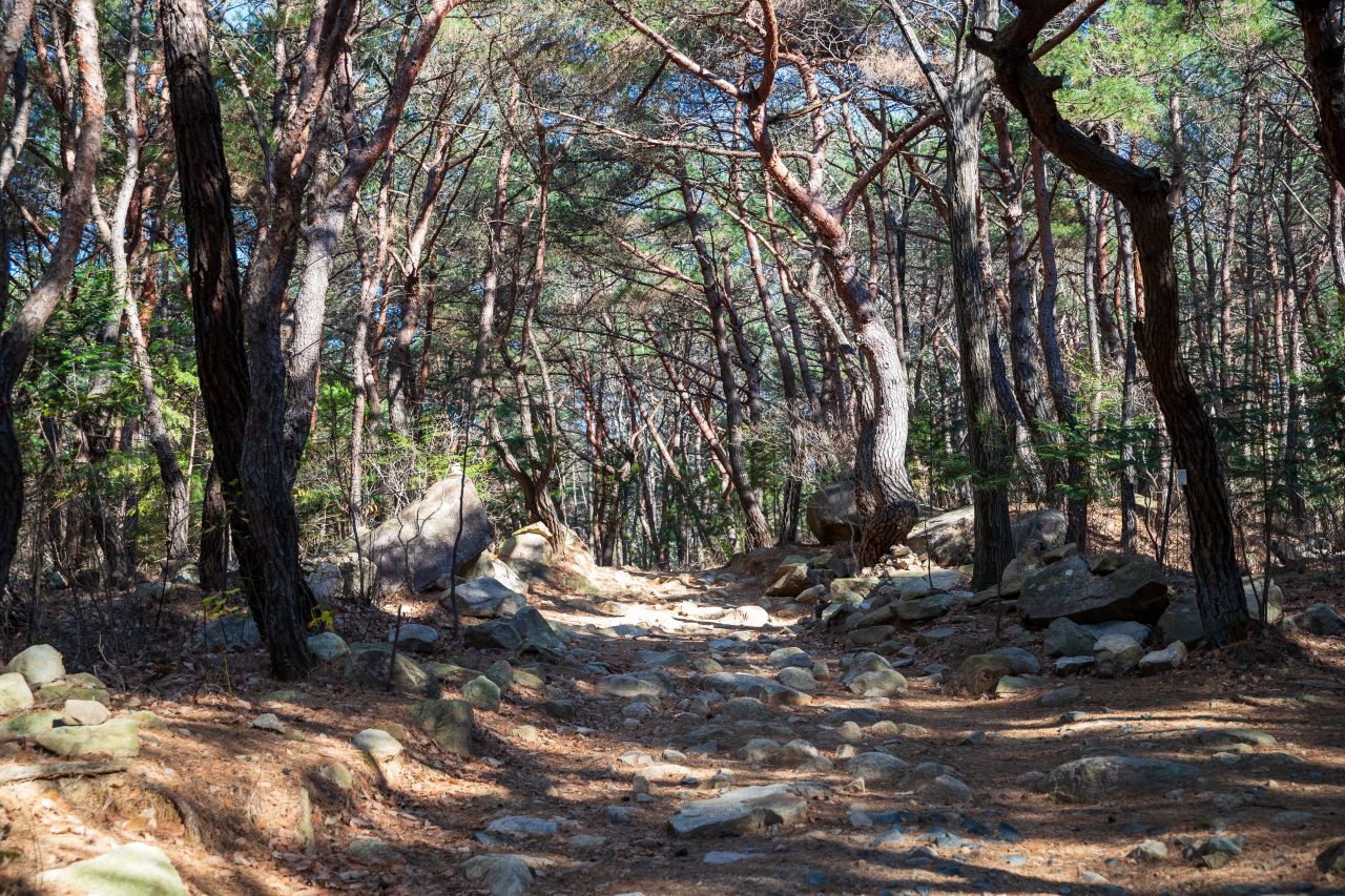 천마산 편백산림욕장 관광사진