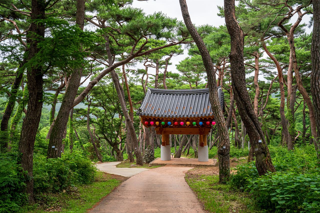 천년의 숲길