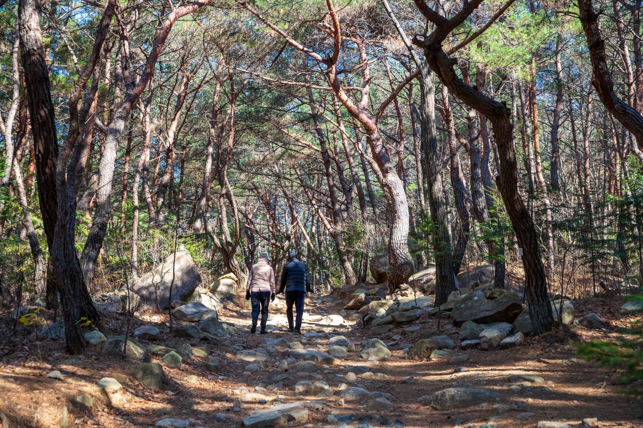 천마산 편백산림욕장 관광사진