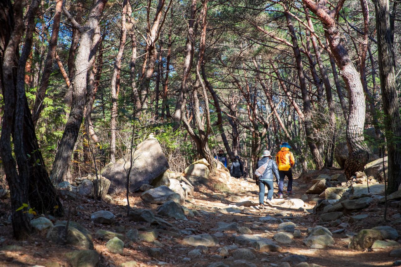 천마산 편백산림욕장 관광사진